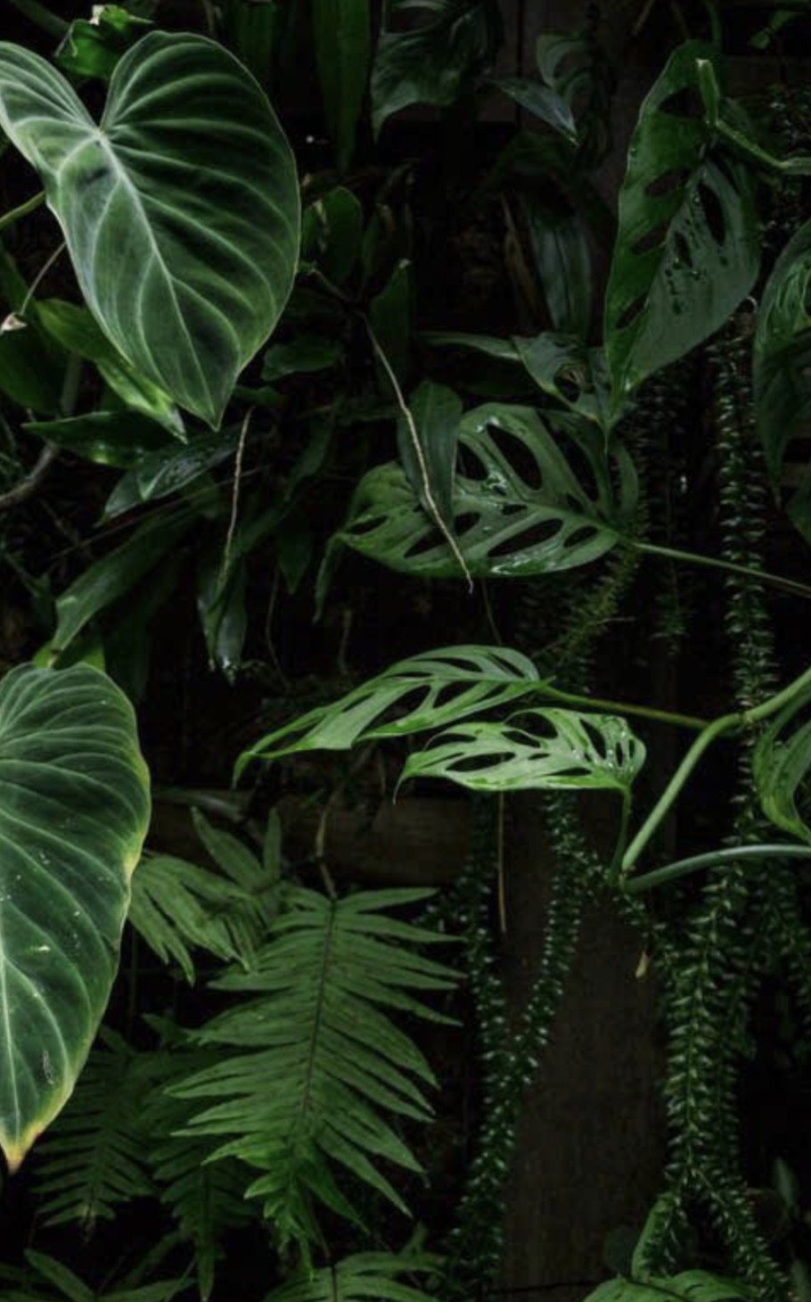 Монстера, папоротники, фуксия.