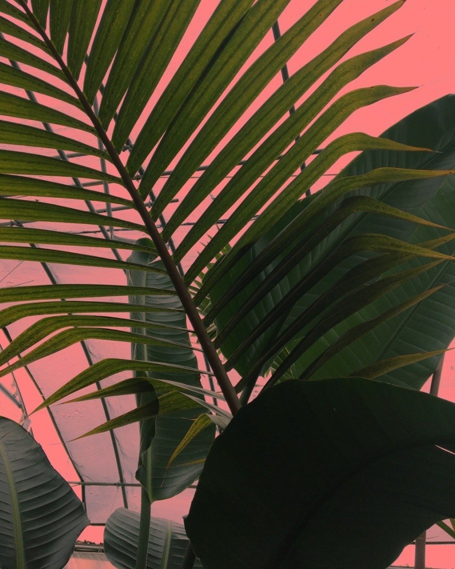 Тропическая Эстетика