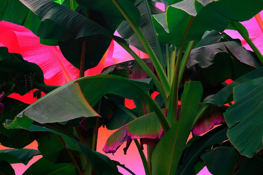 Тропические листья фиолетовые