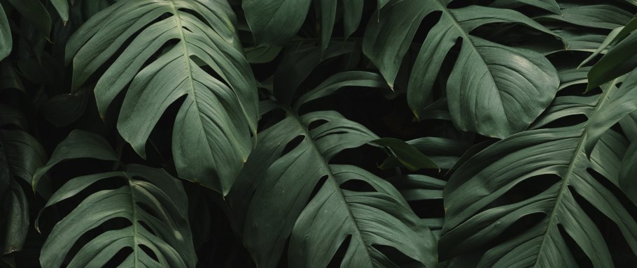 Монстера темно зеленая