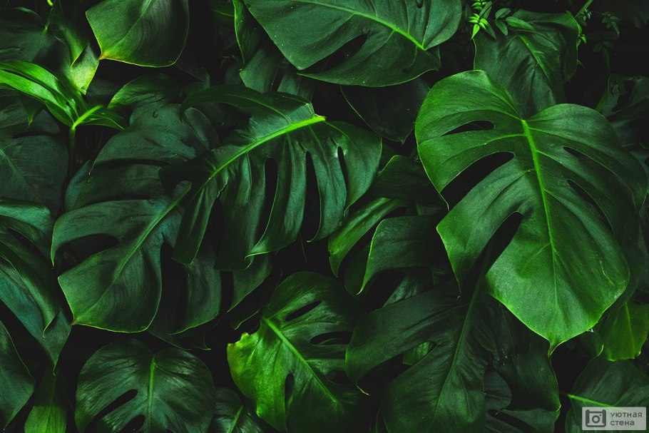 Монстера Тениус