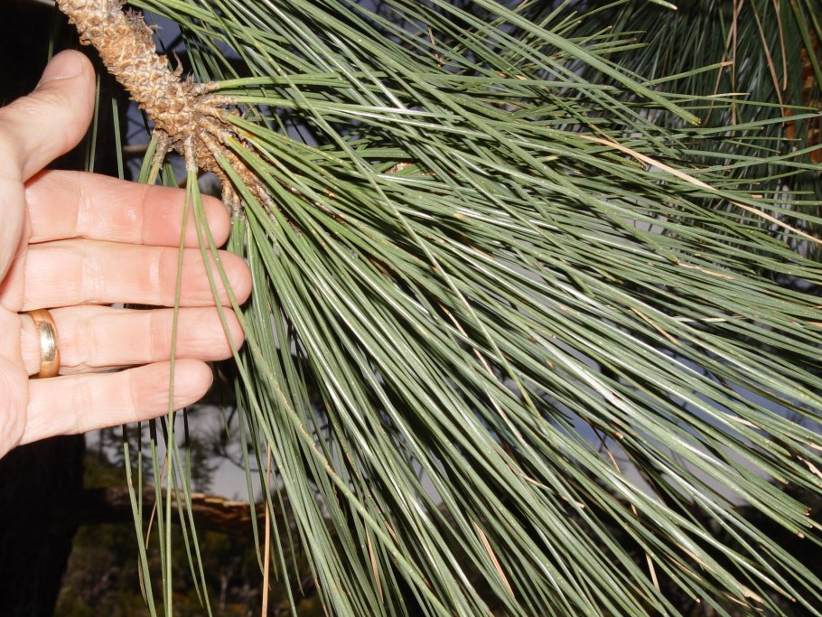 Pinus sabiniana Isabella