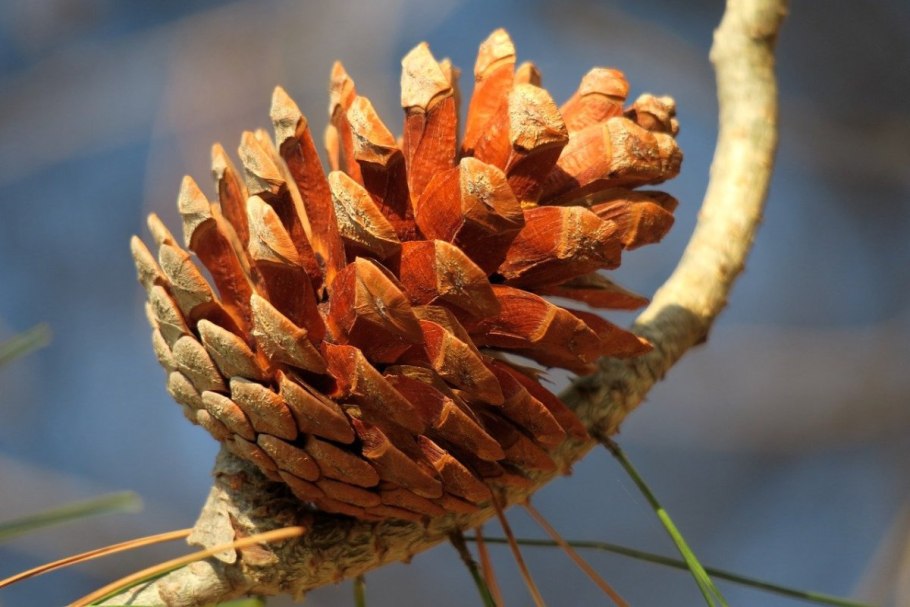 Pinus pinea шишка