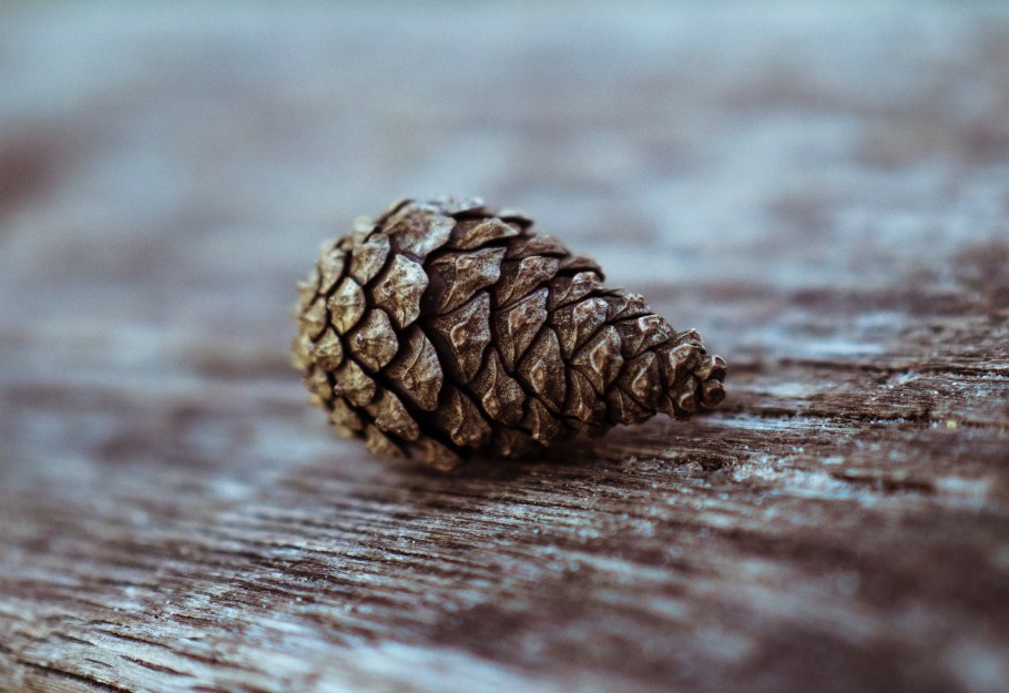 Сосна Пиния шишки