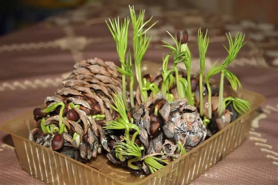 Картинки высокого разрешения шишки