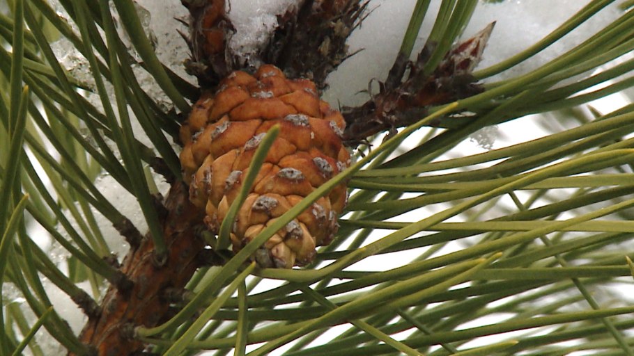 Сосна Культера