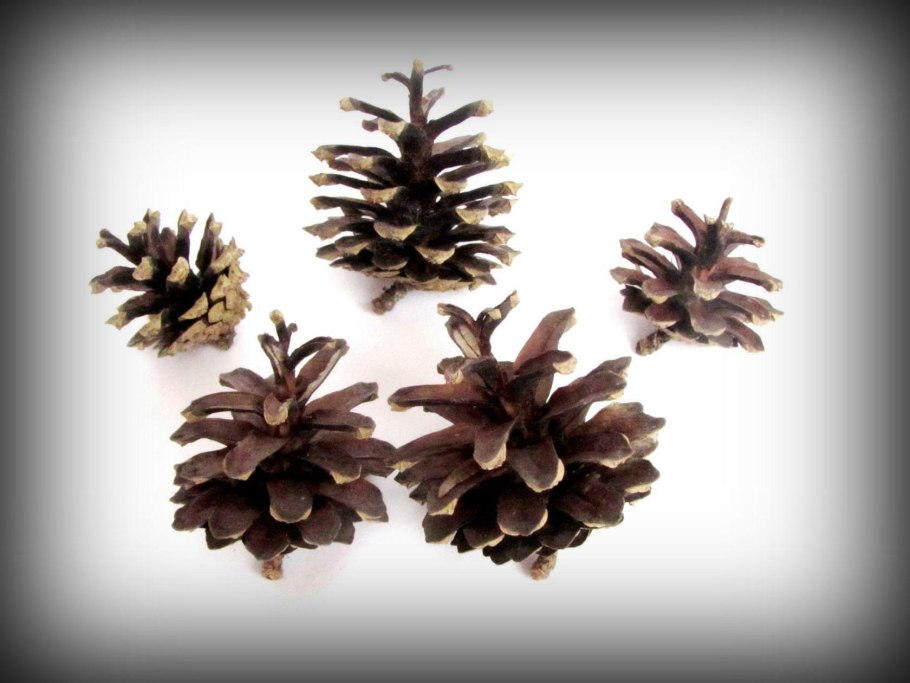 Сосна Сабина шишки