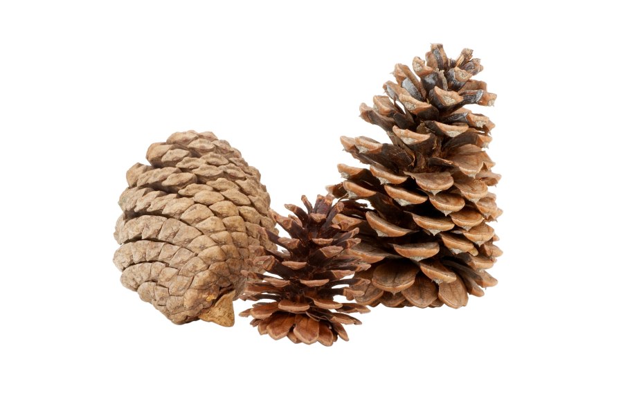 Сосновая шишка Геншин