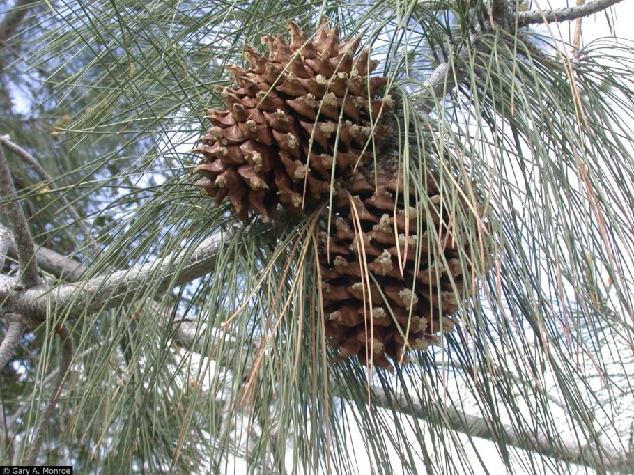 Pinus sabiniana