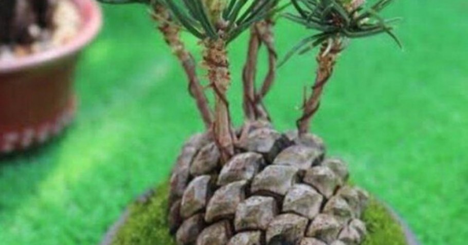 Сосновые шишки маленькие