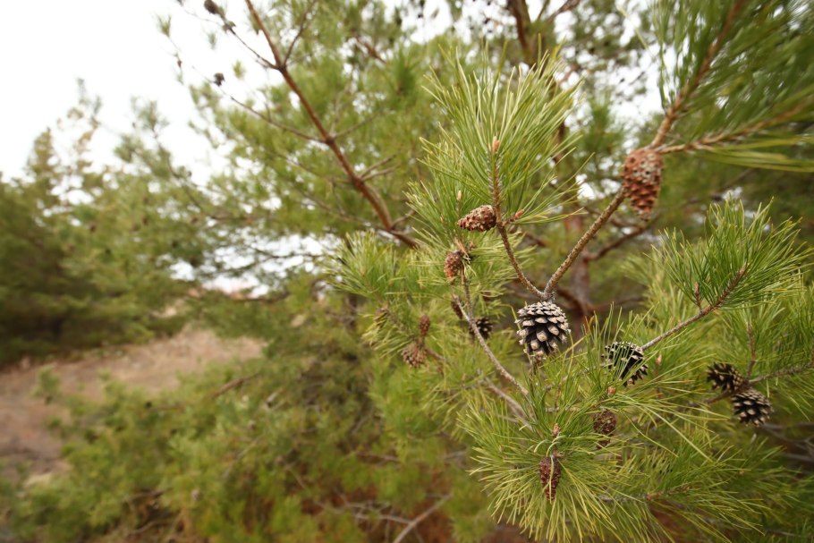 Араукария Бидвилла