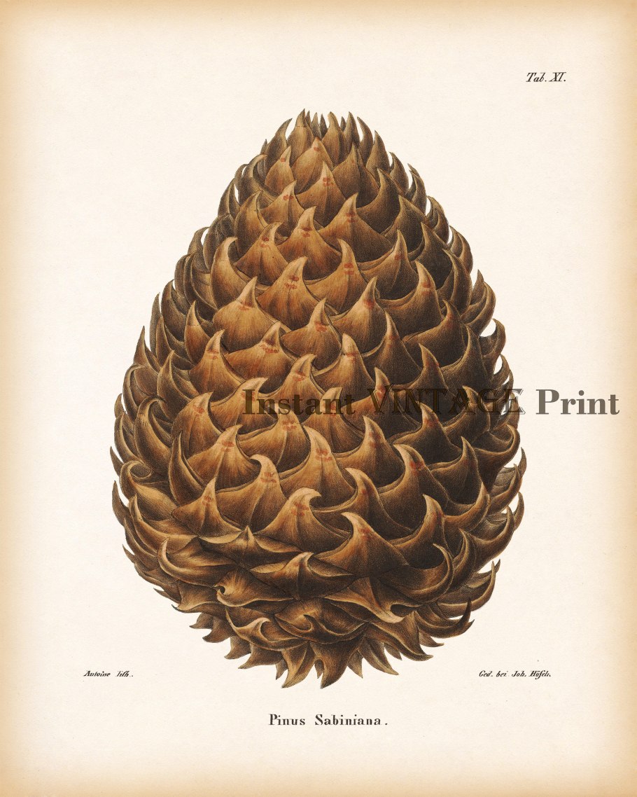Pinus sabiniana Isabella
