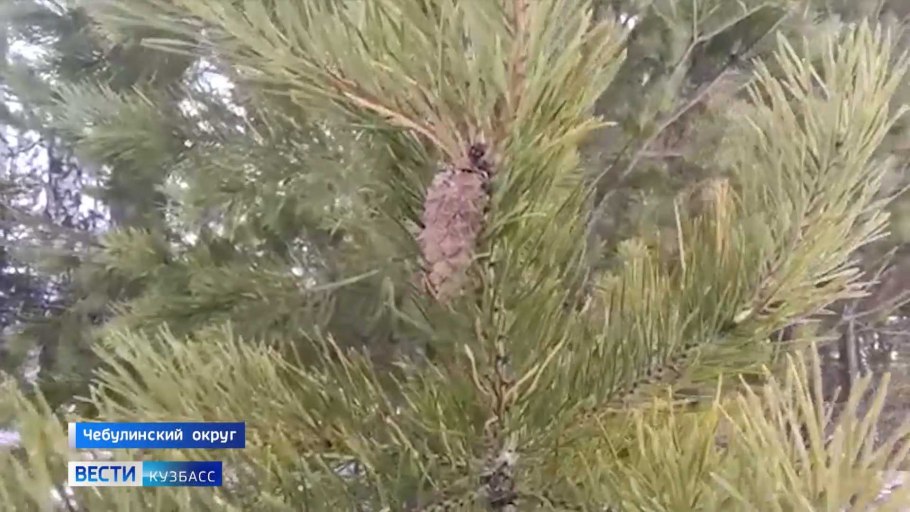 Сосна Сабина хвоя