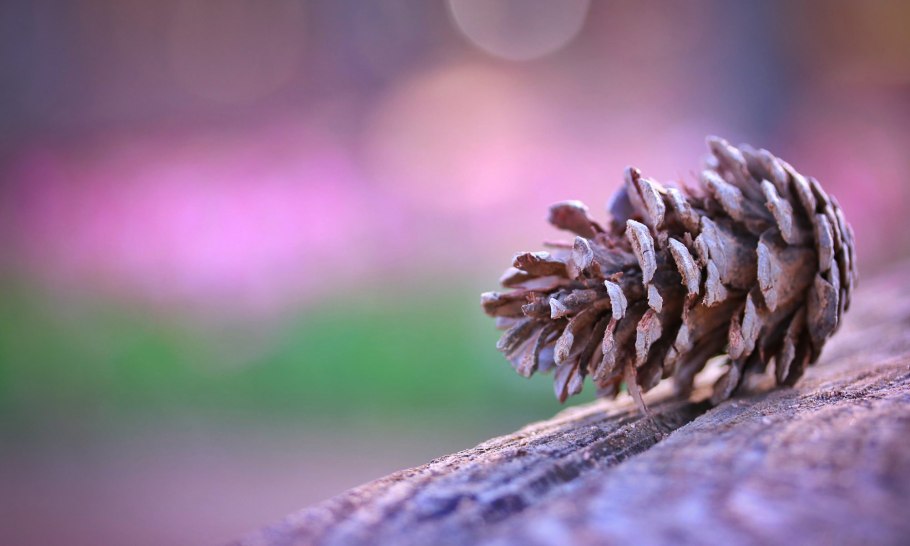 Самая маленькая шишка