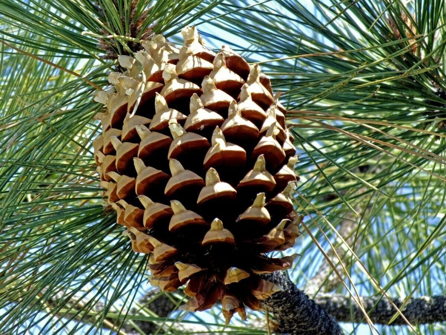 Шишки сосны Сочи Культера