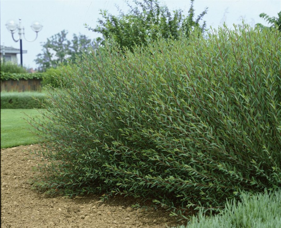 Ива пурпурная Nana (Нана)