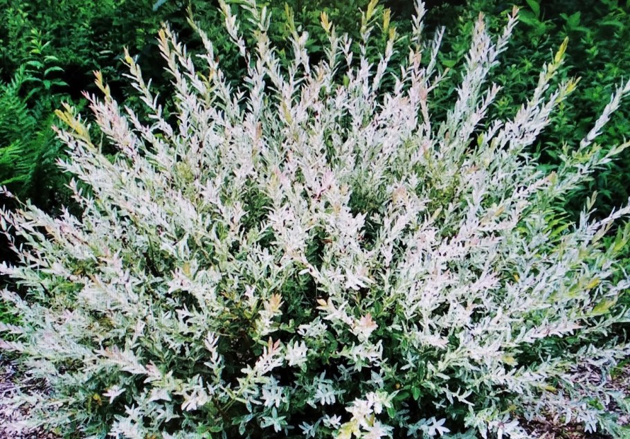 Ива пурпурная Нана