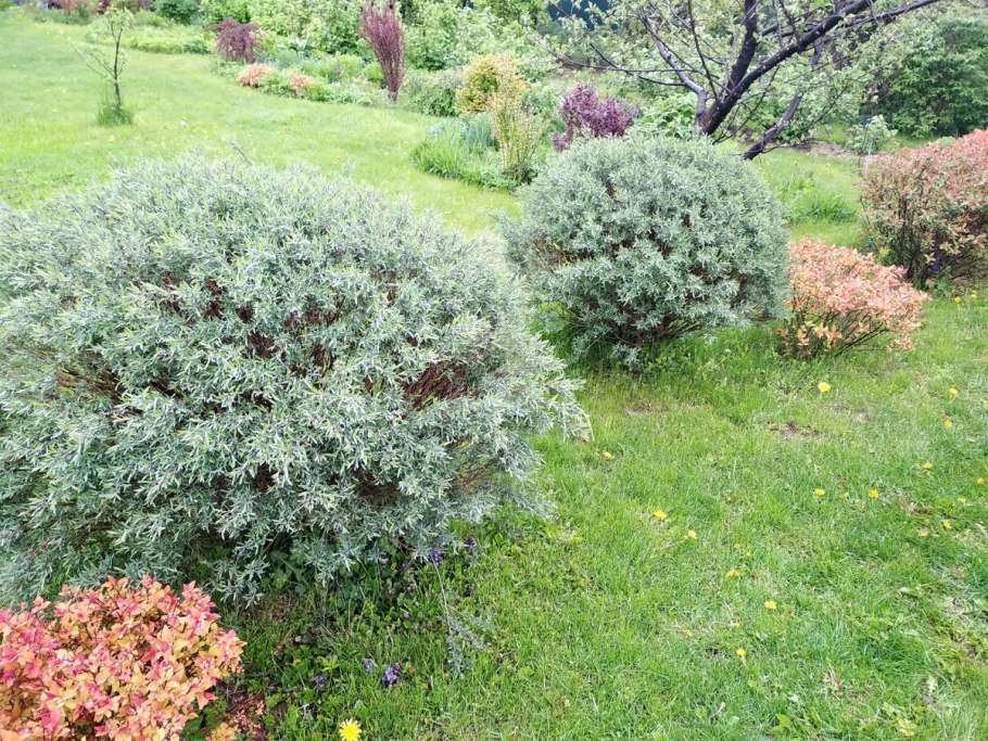 Ива пурпурная (шаровидная) "Nana" ("Нана")