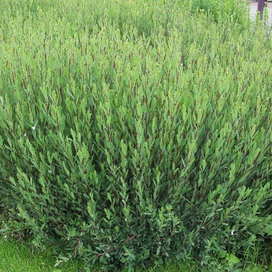 Ива пурпурная Нана Salix purpurea Nana