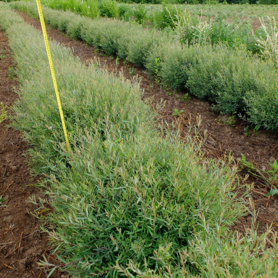 Ива пурпурная Грацилис Нана