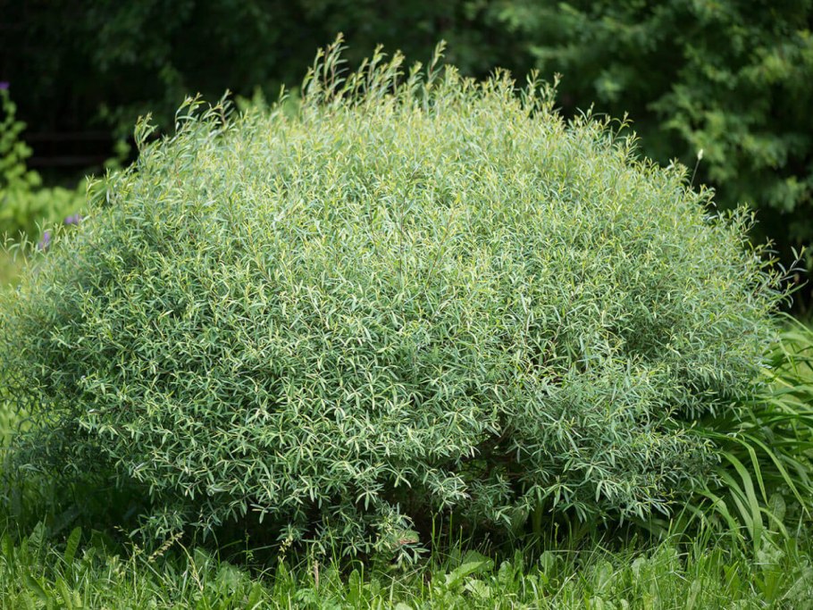 Ива пурпурная (шаровидная) "Nana" ("Нана")