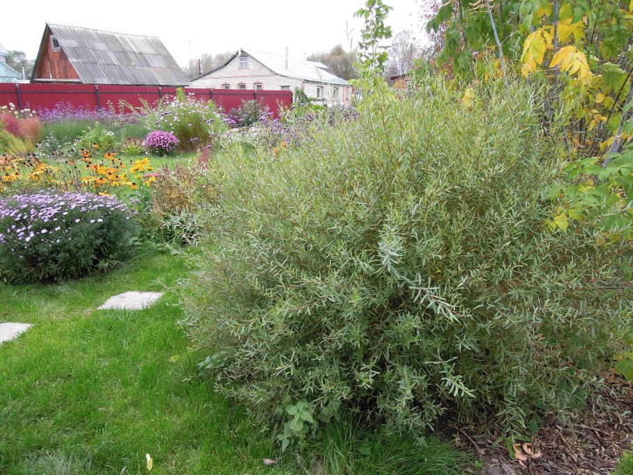 Ива пурпурная Грацилис Нана