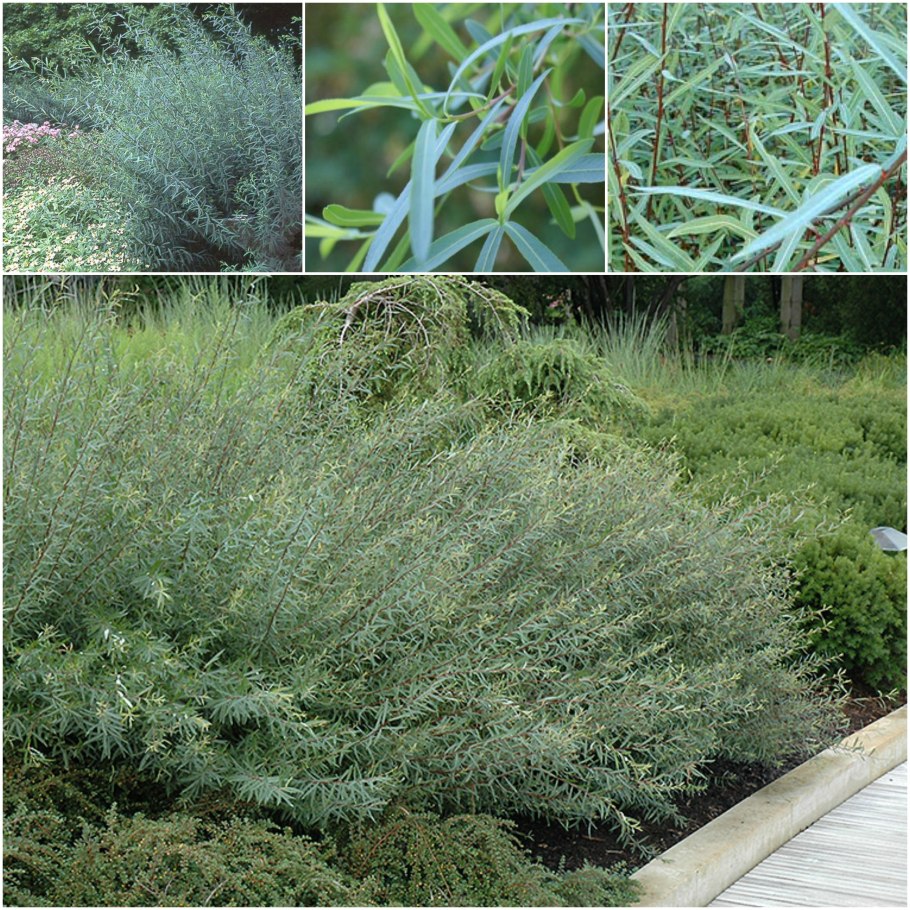 Ива пурпурная Salix purpurea Nana