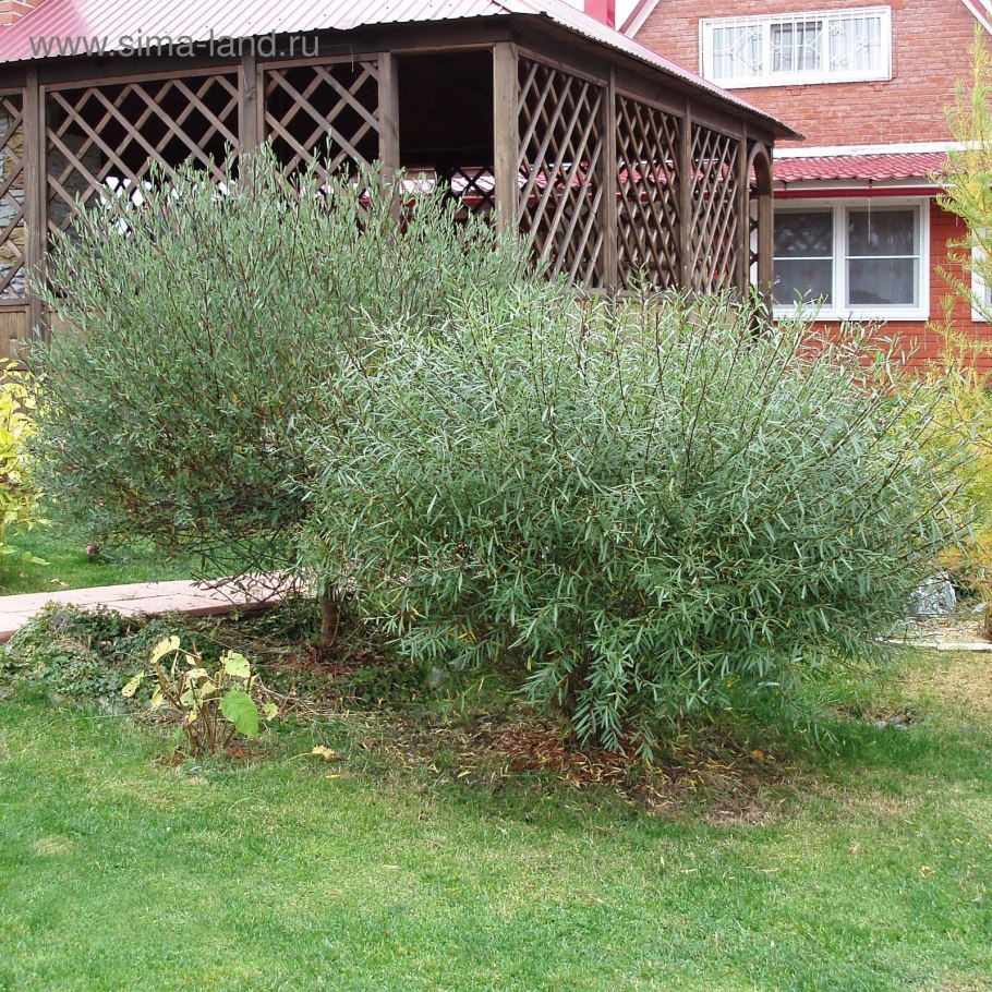 Ива пурпурная Грацилис Нана