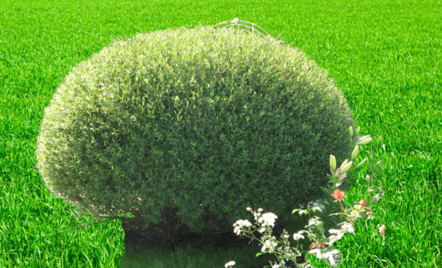 Ива Грацилис