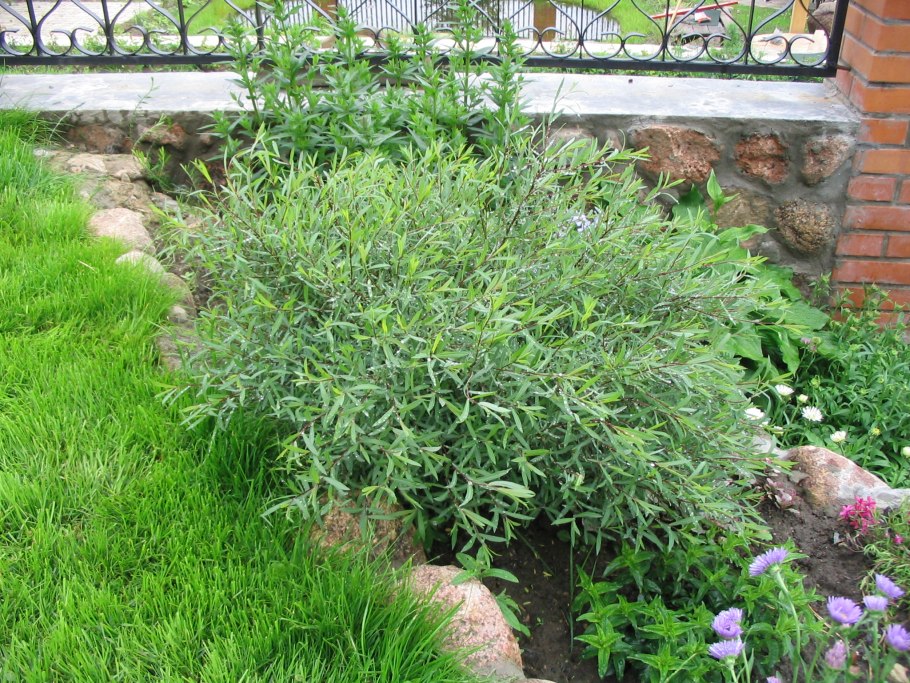 Ива пурпурная Salix purpurea Nana