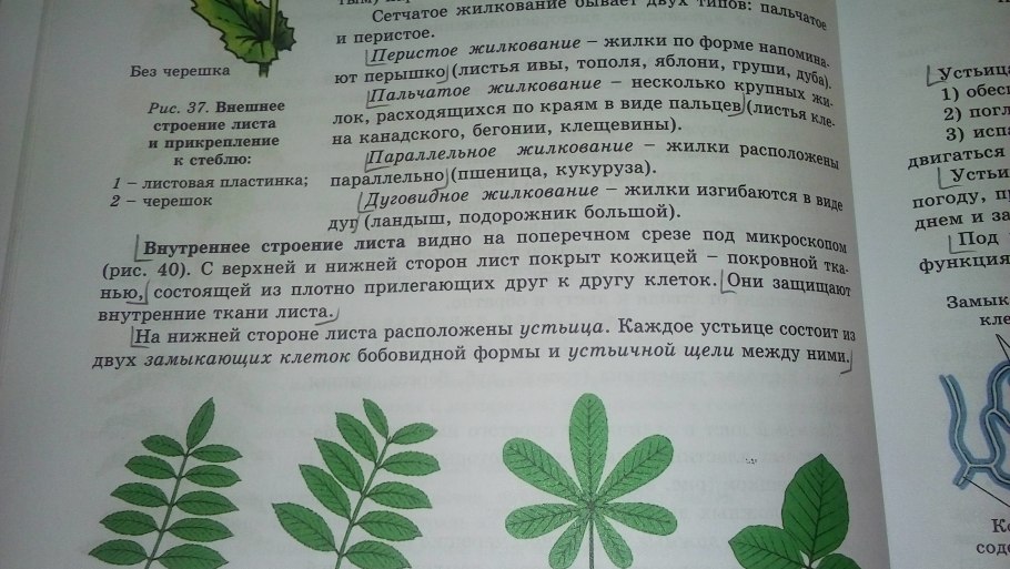 Строение листа ивы
