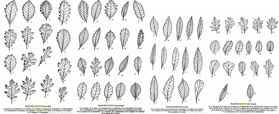 Types of Leaf Arrangement