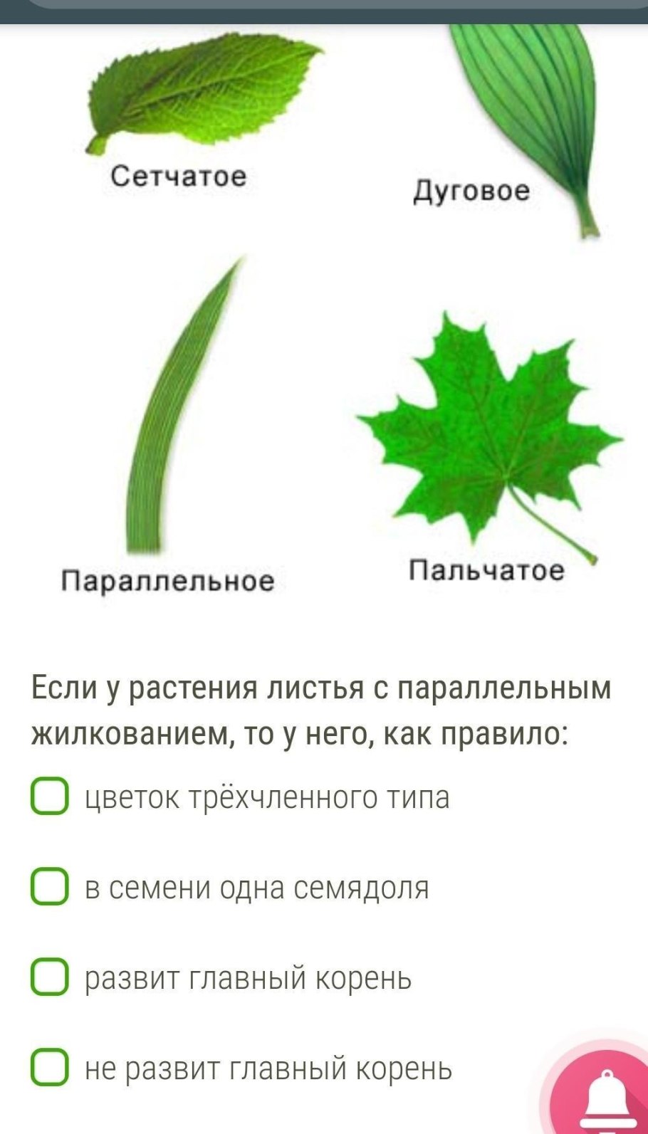 Жилкование листа конопли