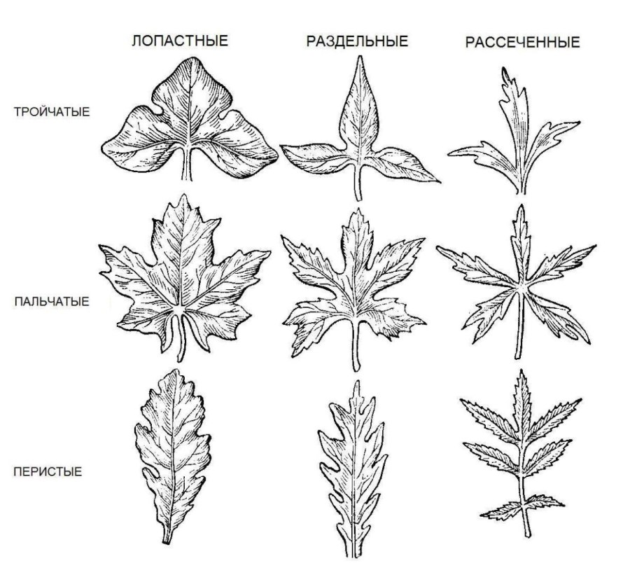Тройчатосложный черешковый лист