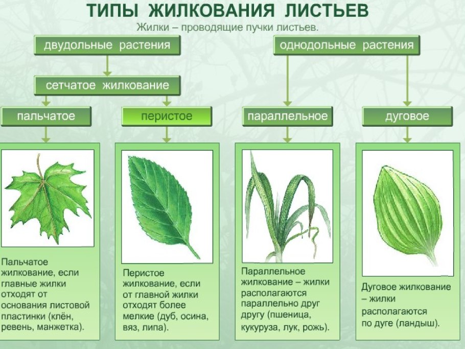 Форма листовой пластинки чистотела