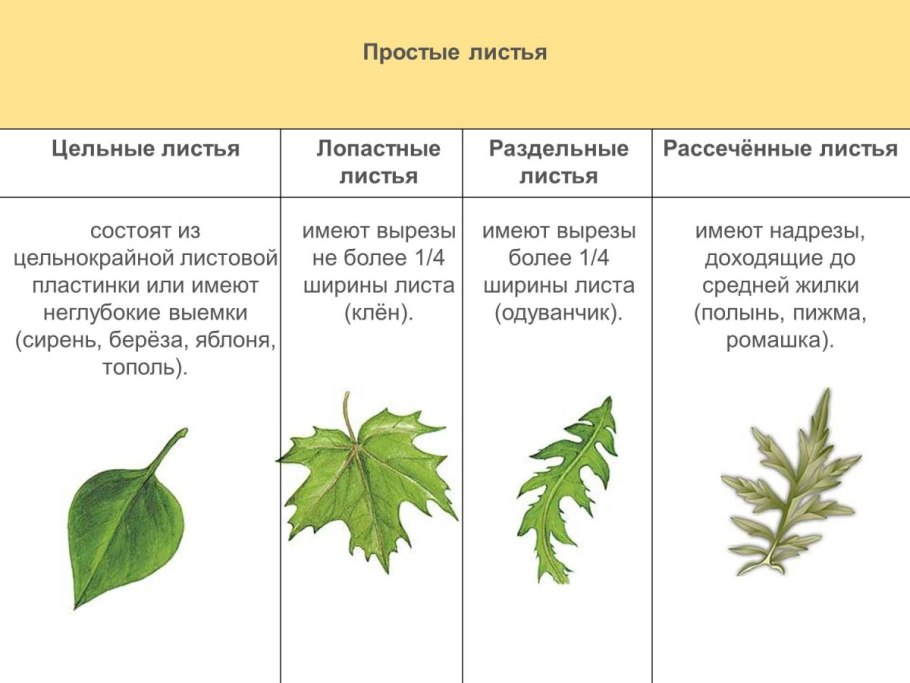 Жилкование листьев 6 класс биология