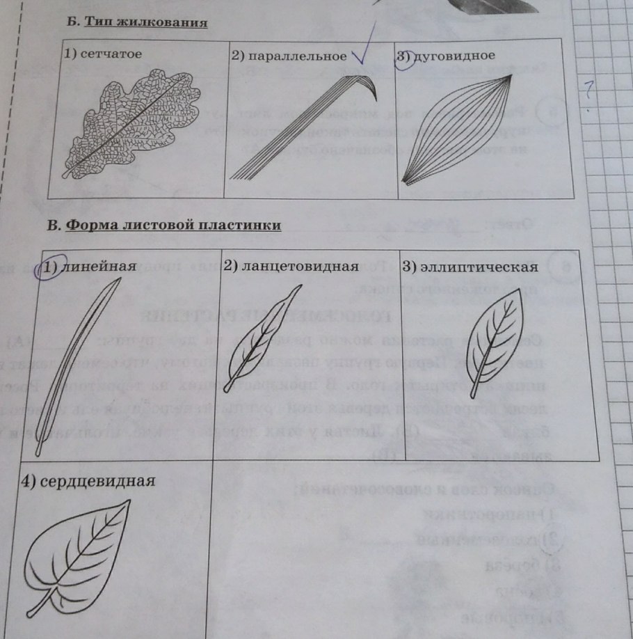 Лист ивы для детей