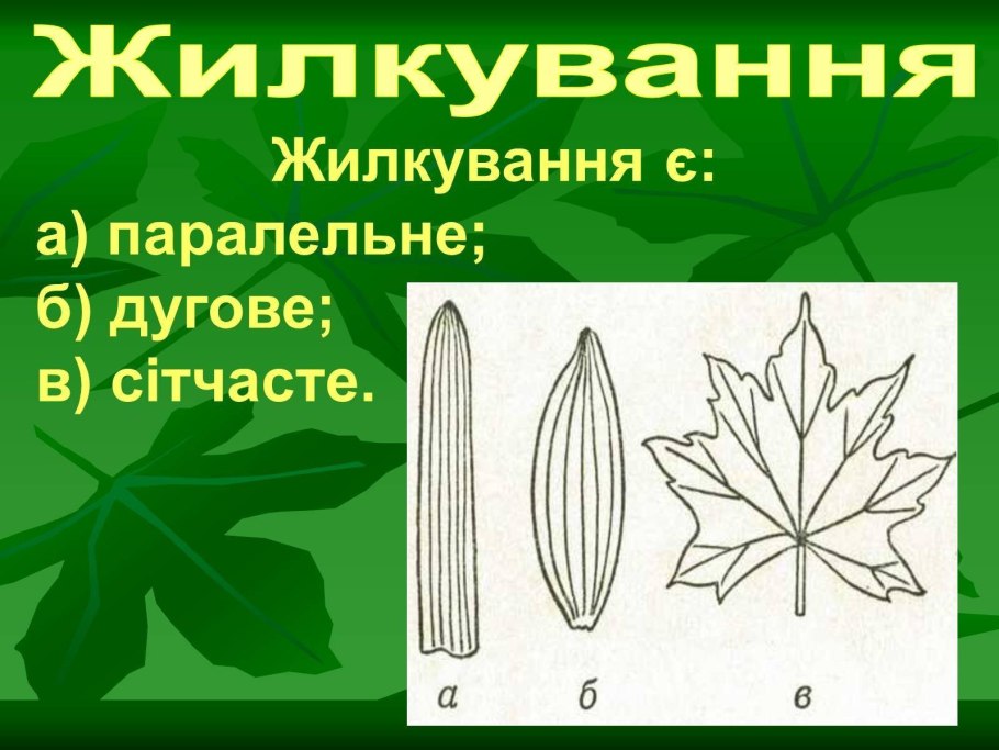 Форма листа ивы