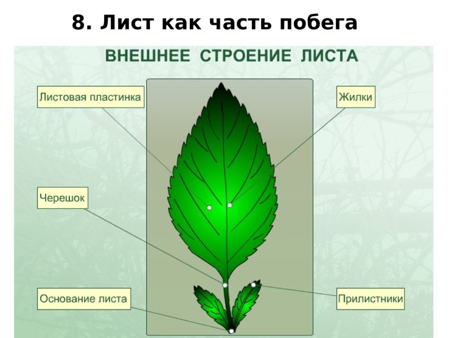 Ива и ивовый лист