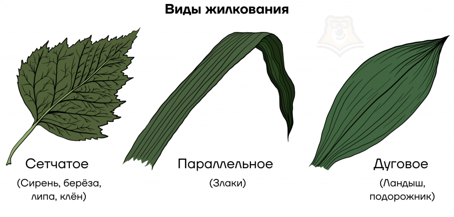 Типы жилкования листа