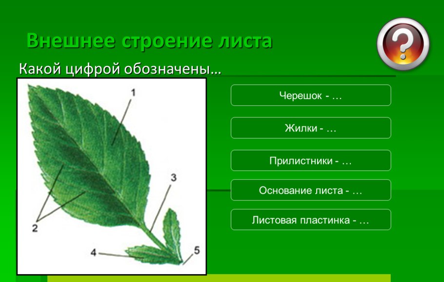 Форма листа дерева