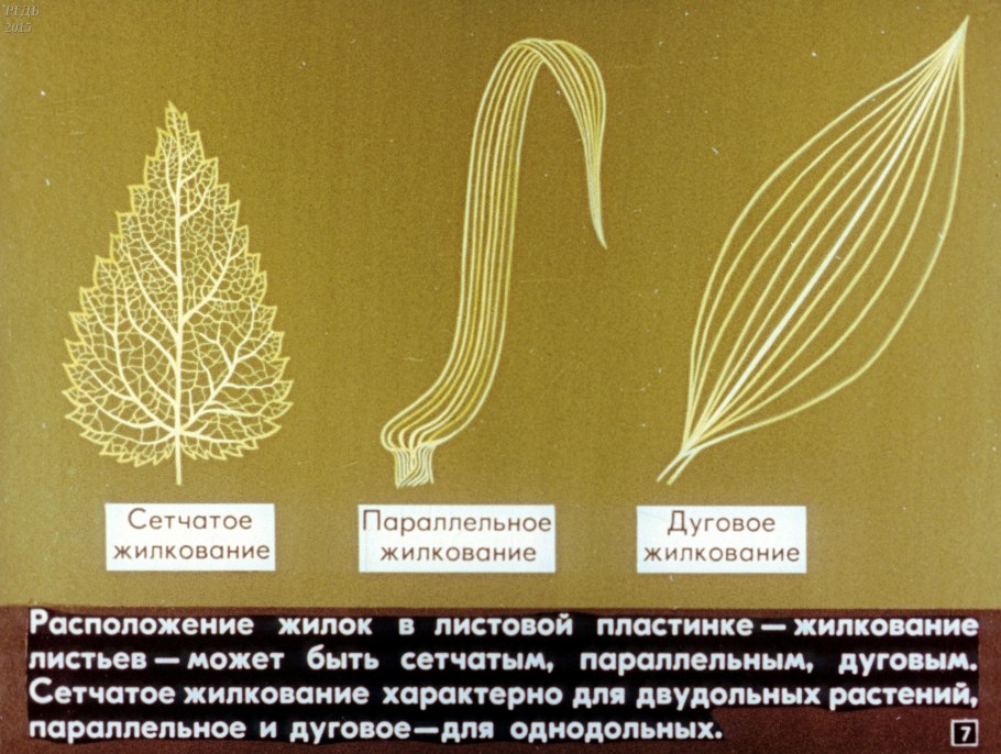 Пальчатое жилкование листьев