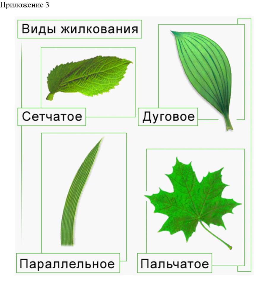 Пальчатое жилкование