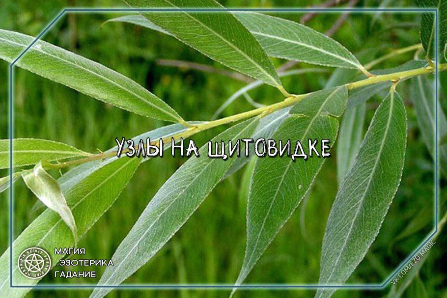 Форма листа, форма края листа, форма жилкования