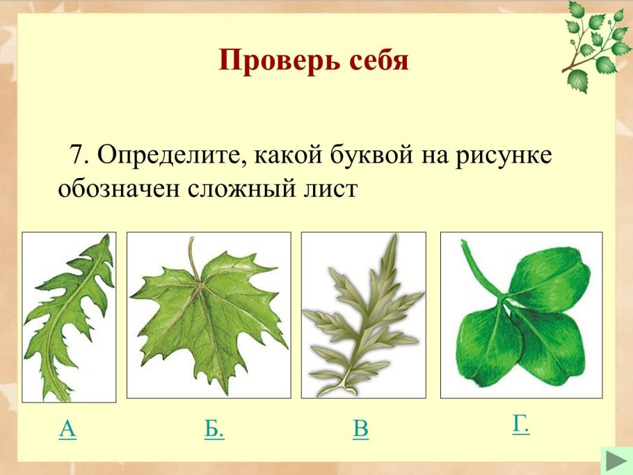 Параллельное жилкование листа