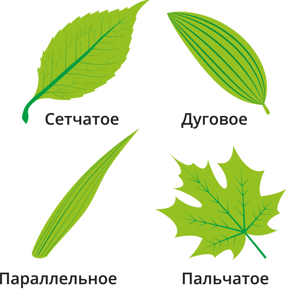 Пальчатое жилкование листьев