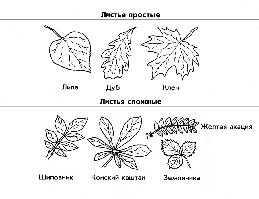 Внешнее строение листа жилкование