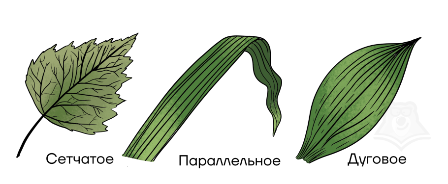 Трафарет листьев ивы