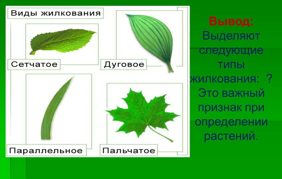 Пальчато лопастные листья
