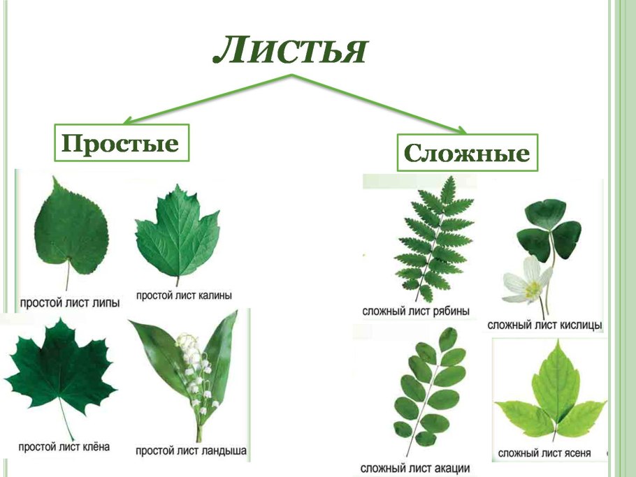 Лист ивы раскраска